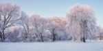 Winter Morning Panorama. Trees With Hoarfrost In Christmas Morni Stock Photo