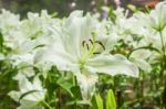 Lily Flowers Blooming Stock Photo