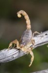 Buthus Scorpion (scorpio Occitanus) Stock Photo