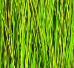 Reed Background Stock Photo