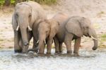 Elephants At The Bank Of Chobe River In Botswana Stock Photo