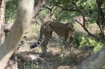 Cheetah With Kill Stock Photo