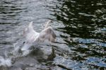 Mute Swan (cygnus Olor) Taking Off On The River Thames Stock Photo