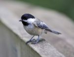Beautiful Isolated Photo Of A Black-capped Chickadee Stock Photo