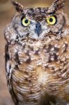 Spotted Eagle-owl (bubo Africanus) Stock Photo