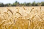 Wheat Field Stock Photo