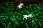 Flowers In Rainy Season Stock Photo