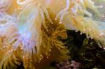 Anemones, Organism Of The Sea Stock Photo