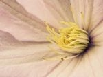 Yellow Clematis Stock Photo