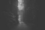 Moody Hazy Road In The Forest Stock Photo
