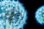 Close Up Of A Dandelion Flowers Stock Photo