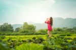 Beautiful Young Attractive  Asian Women In Red Dress On Sunrise Beautiful Nature Background Of The Mountains And Lotus Garden Image Of Happy  Camping, Travel, Lifestyle Resting , Relaxing Concept Vintage Style Stock Photo