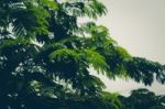 Green Tree Closeup Stock Photo