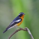 Male Mugimaki Flycatcher Stock Photo