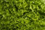 Green Lettuce Stock Photo