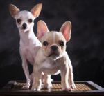 Portrait Of French Bulldog And Chihuahua Puppies With Studio Lig Stock Photo