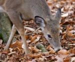 Beautiful Photo Of The Funny Deer In The Forest Stock Photo