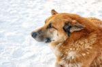 Portrait Of Big Red Dog Lying On Snow Stock Photo