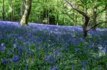 Bluebells In Staffhurst Woods Near Oxted Surrey Stock Photo