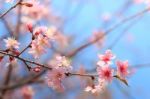 Wild Himalayan Cherry ( Prunus Cerasoides ) ( Sakura In Thailand Stock Photo