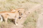 Lion  In Serengeti Stock Photo