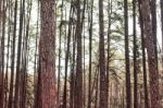 Pine Trees In Forest Stock Photo