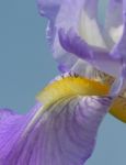 Iris Flower Stock Photo