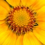 Close-up View Of A Yellow Gazania Flower Stock Photo