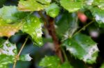 Branch Mahonia Stock Photo