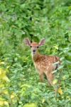 Sika Deer Fawn Stock Photo