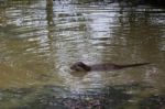 Otter At The British Wildlife Centre Stock Photo