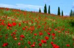 Wild Poppies In A Field In Tuscany Stock Photo