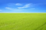 Young Green Rice Field With Blue Sky Stock Photo