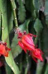 Cactus With Red Flowers In Friedrichsdorf Stock Photo