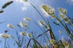 Wild Grasses In Sardinia Stock Photo