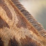 Giraffe Skin Stock Photo