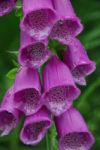 Foxglove Stock Photo