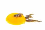 Tadpole On A Yolk Stock Photo