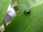 Green Silver Bug Stock Photo