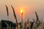 Wild Grasses In Sunset Time Stock Photo