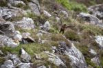 Common Buzzard (buteo Buteo) Stock Photo