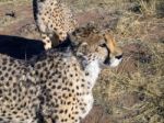 Cheetah In Namibia Stock Photo