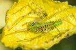 Green Lynx Spider Is A Conspicuous Bright-green Spider Found On Stock Photo