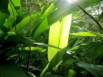 Heliconia Green Leave Stock Photo