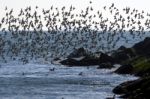 Terns Over The Atlantic Ocean Stock Photo