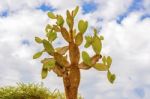 Cactus Trees In Galapagos Islands Stock Photo