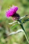 Common Knapweed (centaurea Nigra) Stock Photo