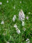 Heath Spotted Orchid (dactylorhiza Maculata Ericetorum) Stock Photo