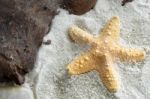 Jungle Starfish Stock Photo