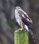 Sparrowhawk  - Female Stock Photo